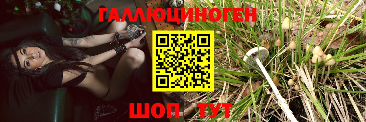 Псилоцибиновые грибы Cubensis  где продают   Вологда  Вход с VPN 